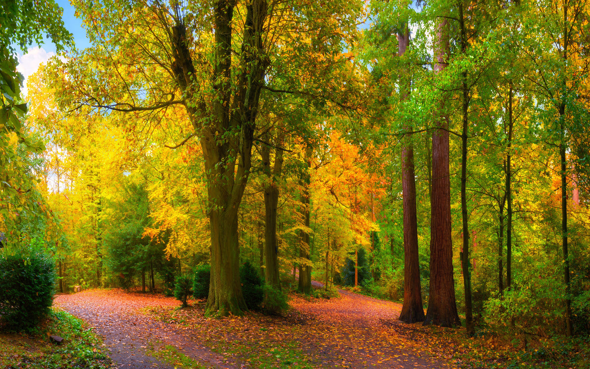 Papier peint Premiers ors d’automne
