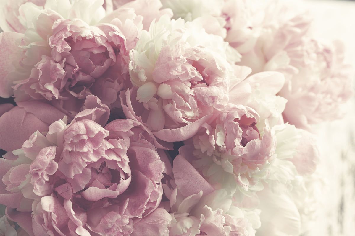 Papier peint Pivoines lilas