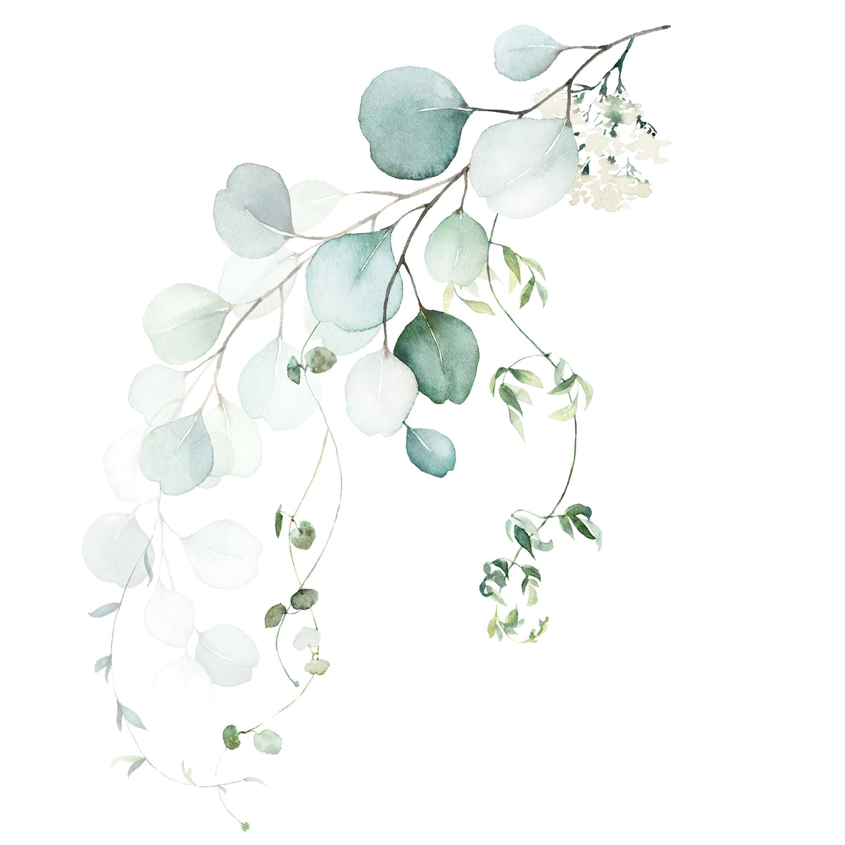Papier peint Rameaux d’eucalyptus