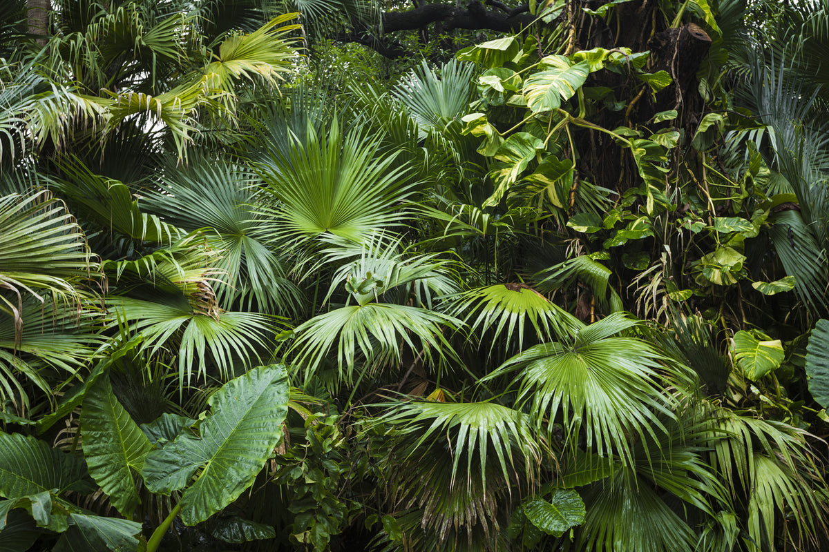 Papier peint Feuilles de jungle luxuriante